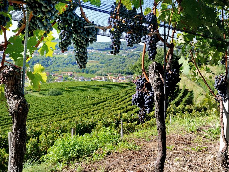 Image 0 - Montalbano