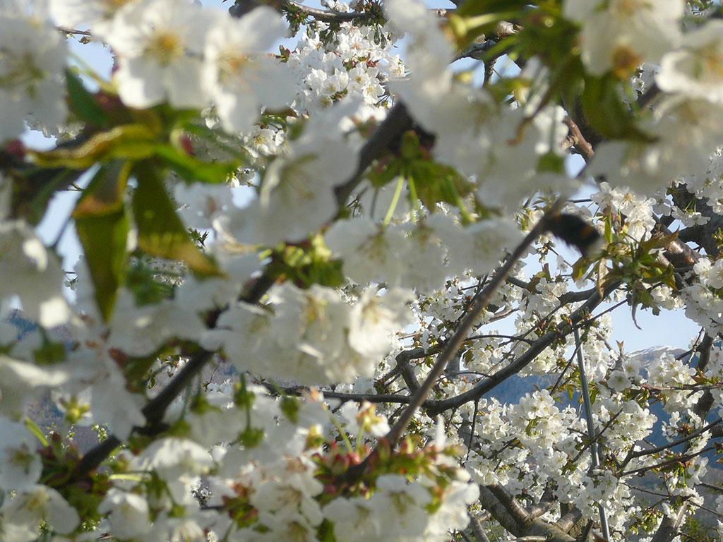 Image 3 - Azienda Frutticola Bassi