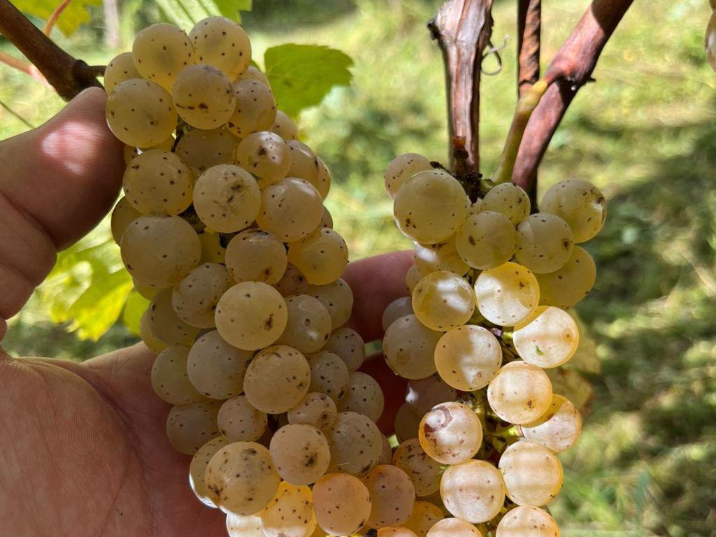 Image 6 - Cantina Altamira