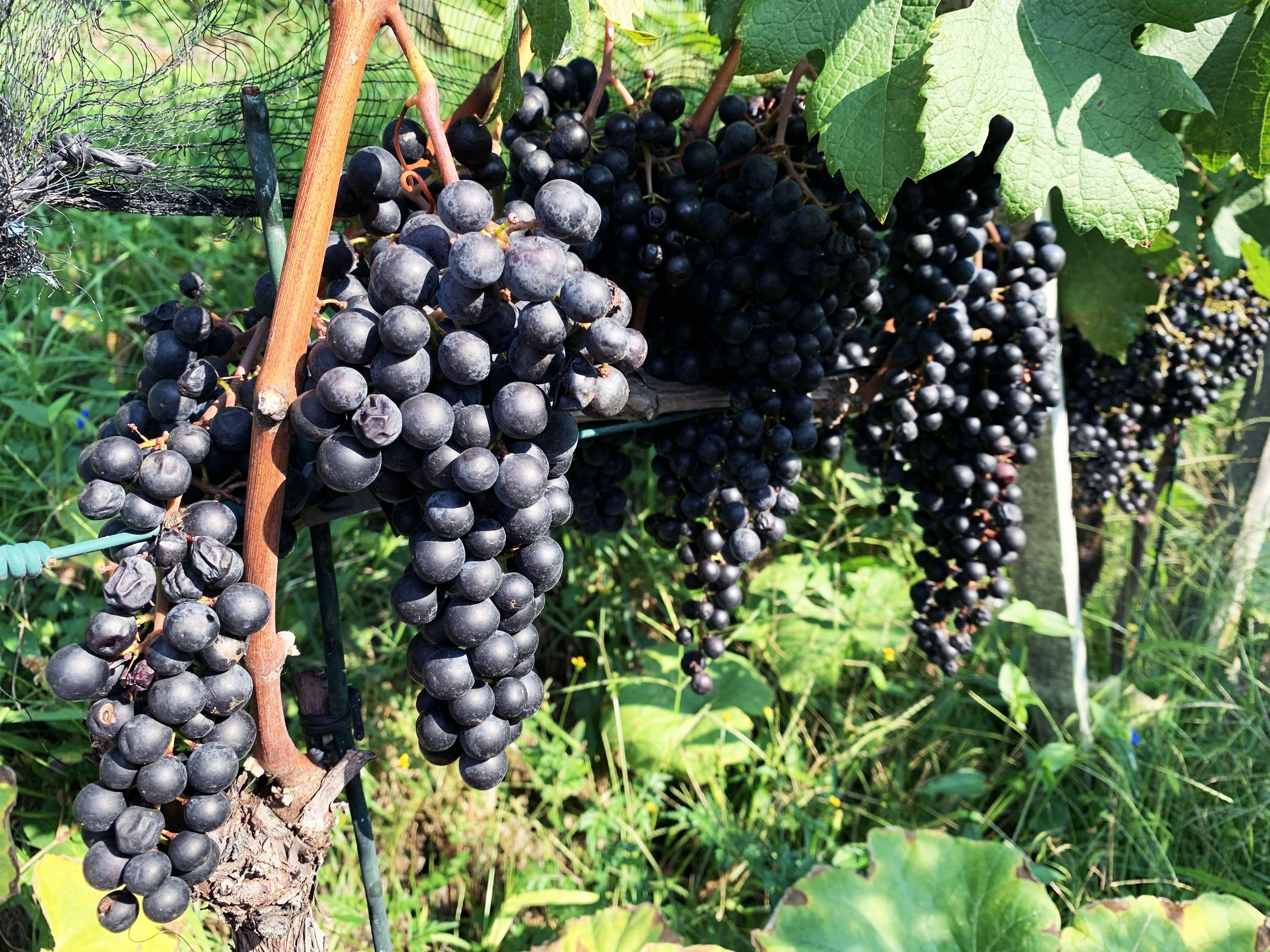 Image 3 - Wine cellar Mondò
