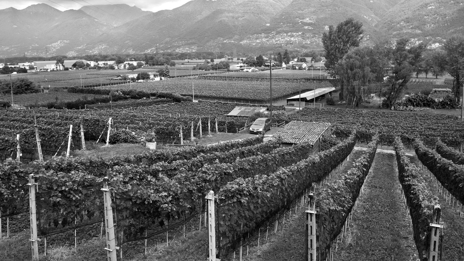 Image 4 - Cave vinicole il Cavaliere 