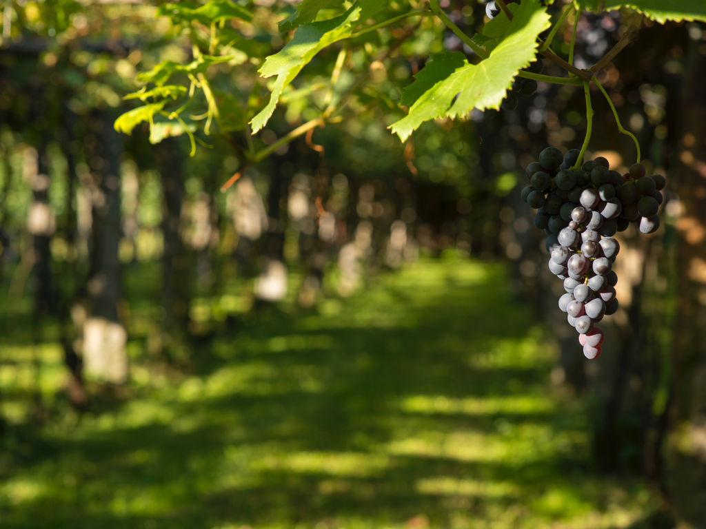 Image 6 - Vini Bettoni - Azienda Viticola Rascana 
