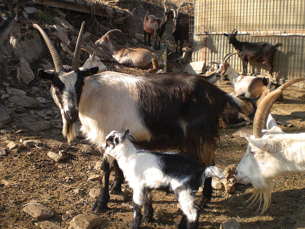 Image 6 - Azienda Rodoni Paolo