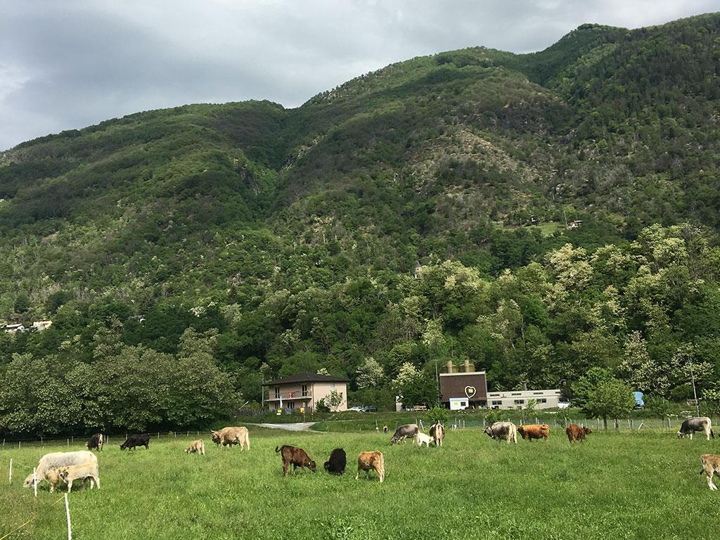 Image 2 - Azienda Mayor	