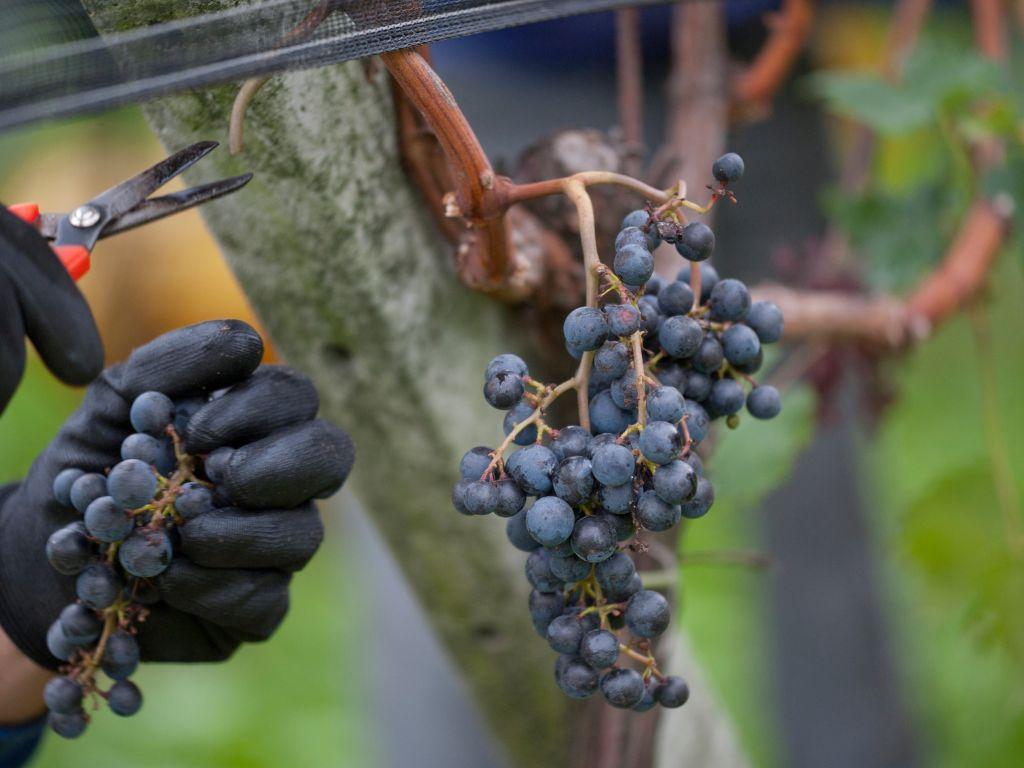Image 4 - Wine Tasting - Il Cavaliere Winery