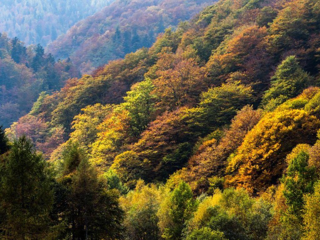 Image 1 - Alla scoperta delle faggete Patrimonio mondiale dell'UNESCO