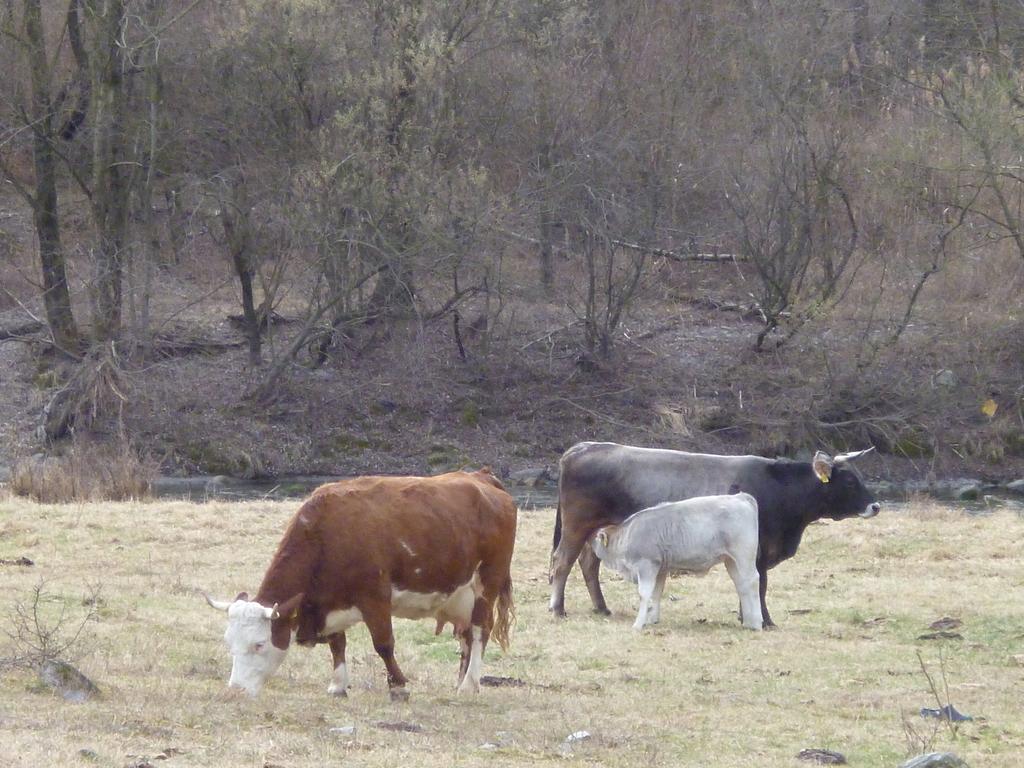 Image 3 - Azienda Baselgia