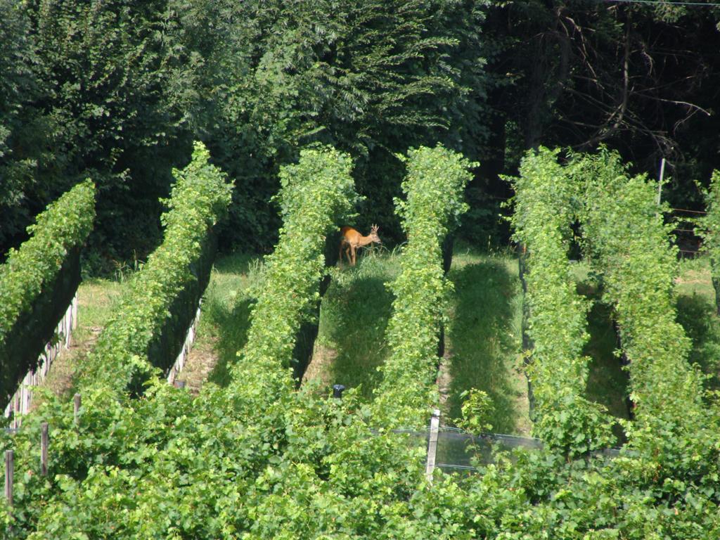 Image 3 - Ortelli Mauro Viticoltore Enologo