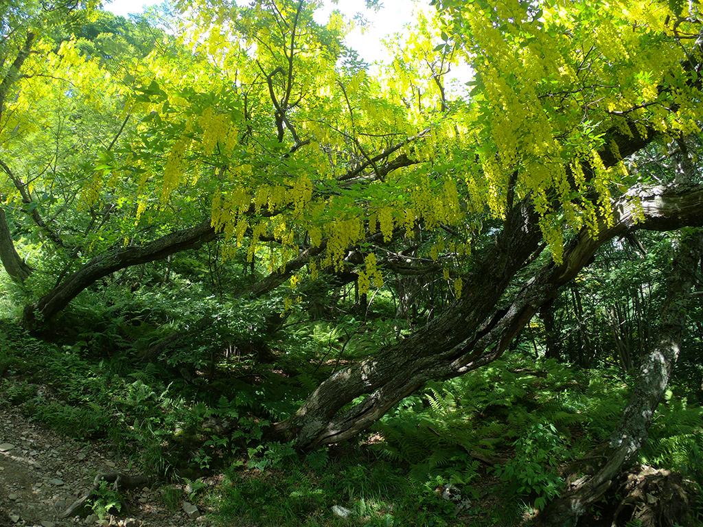 Image 7 - Waldreservat Bosco Sacro di Mergugno
