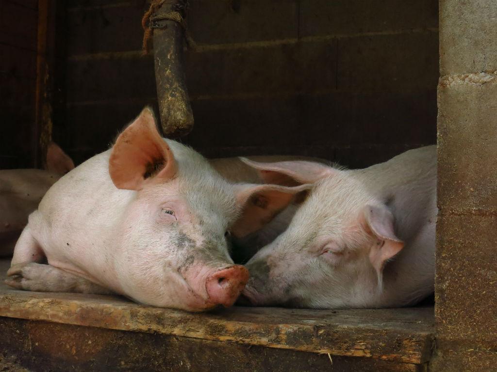 Image 10 - Azienda Capra Contenta