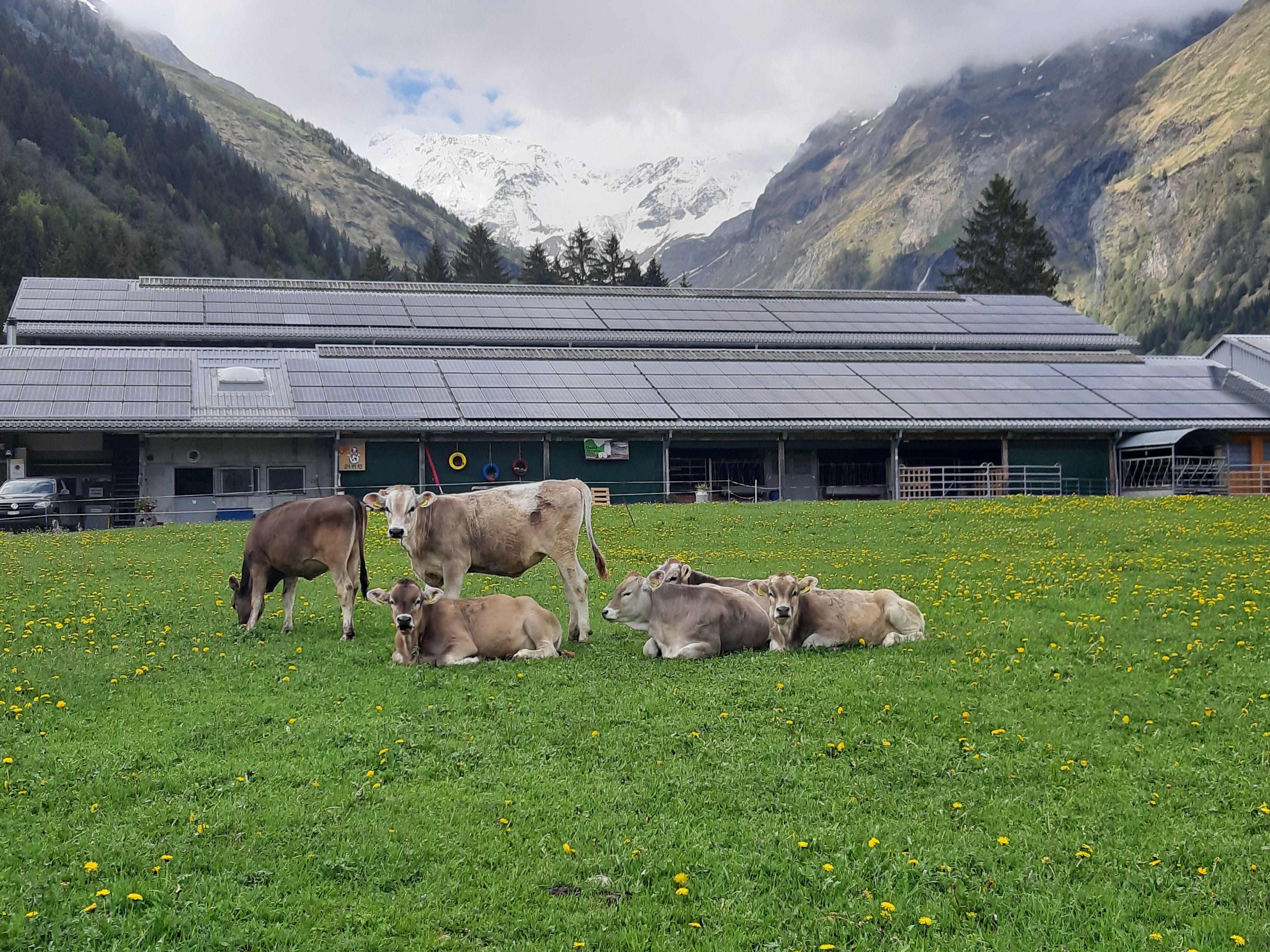 Image 3 - Azienda agricola Alnéid