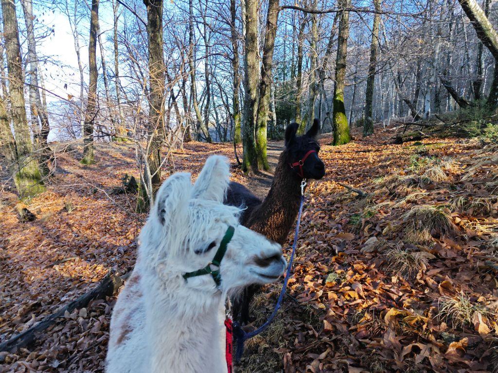 Image 1 - Lama Trekking Gambarogno