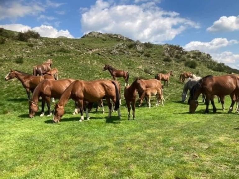 Image 0 - Passeggiate a cavallo per tutti - Allevamento Wyder