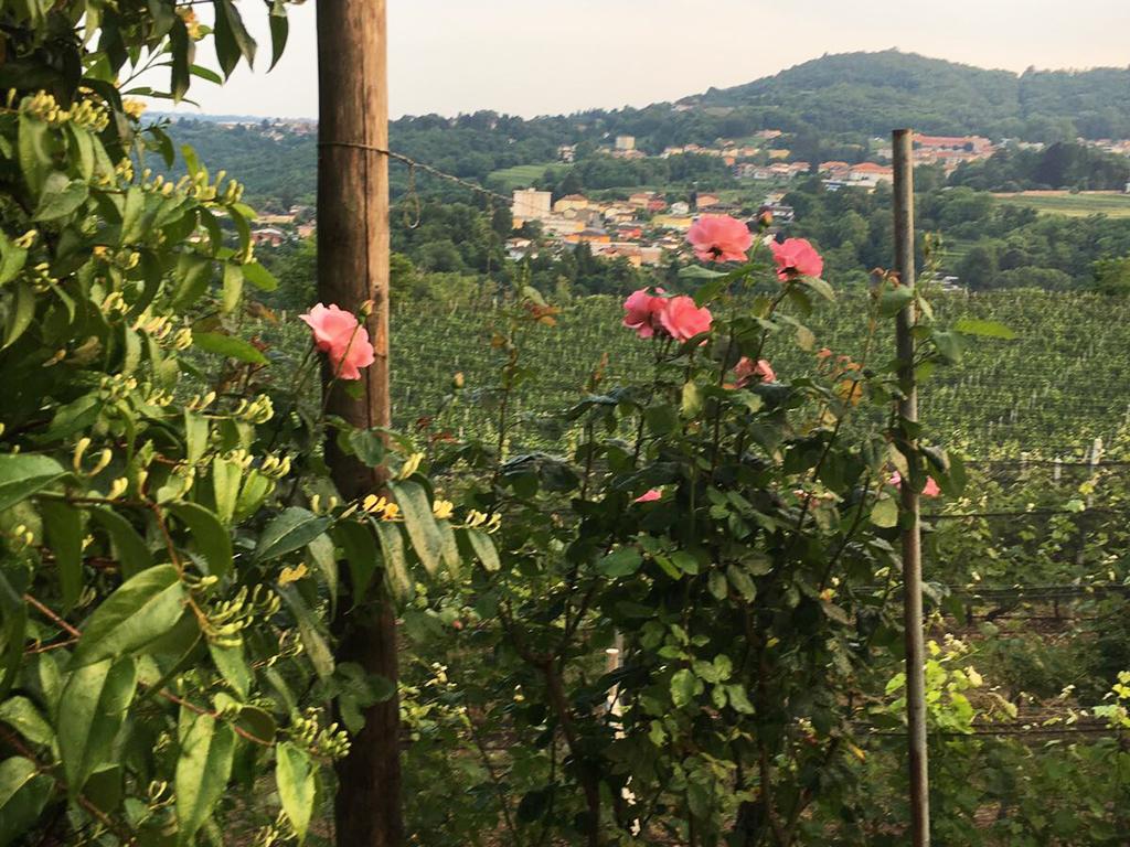 Image 2 - Tenuta Vitivinicola Trapletti SA