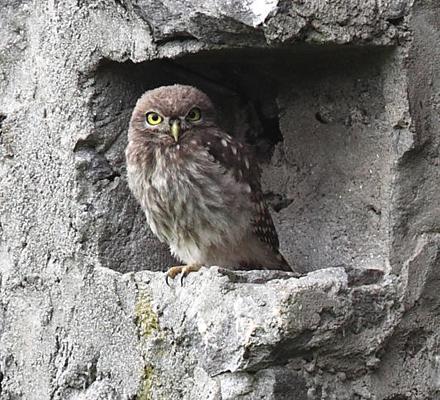 Image 1 - Cantina La  Civetta