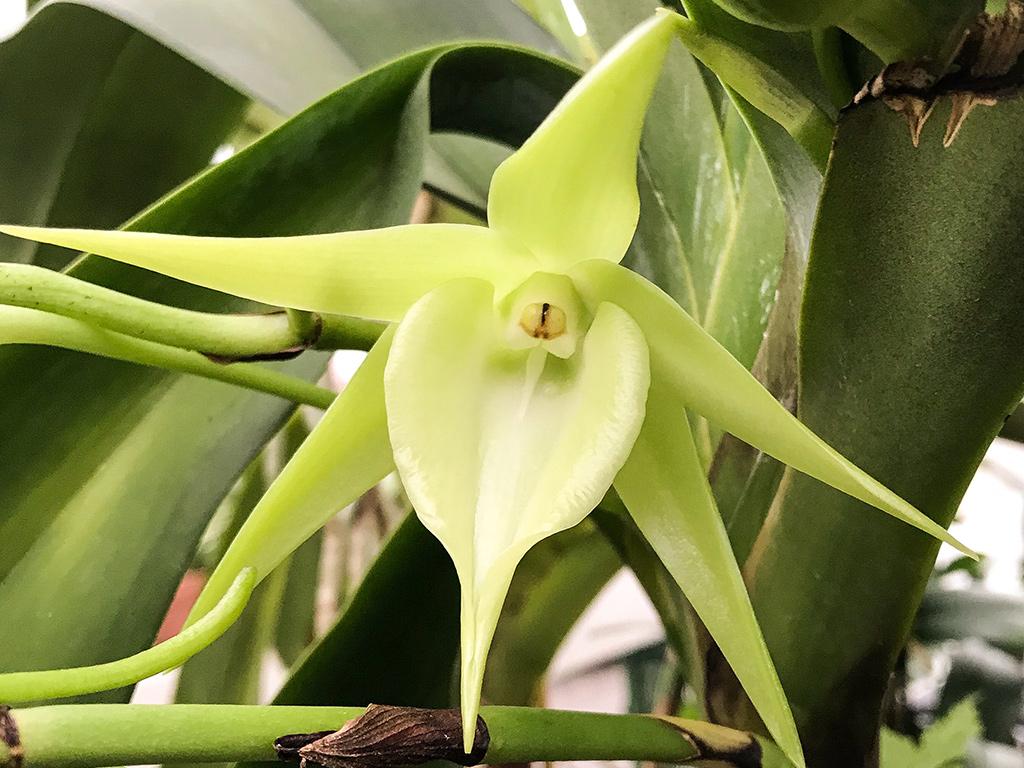 Image 2 - Orchidable