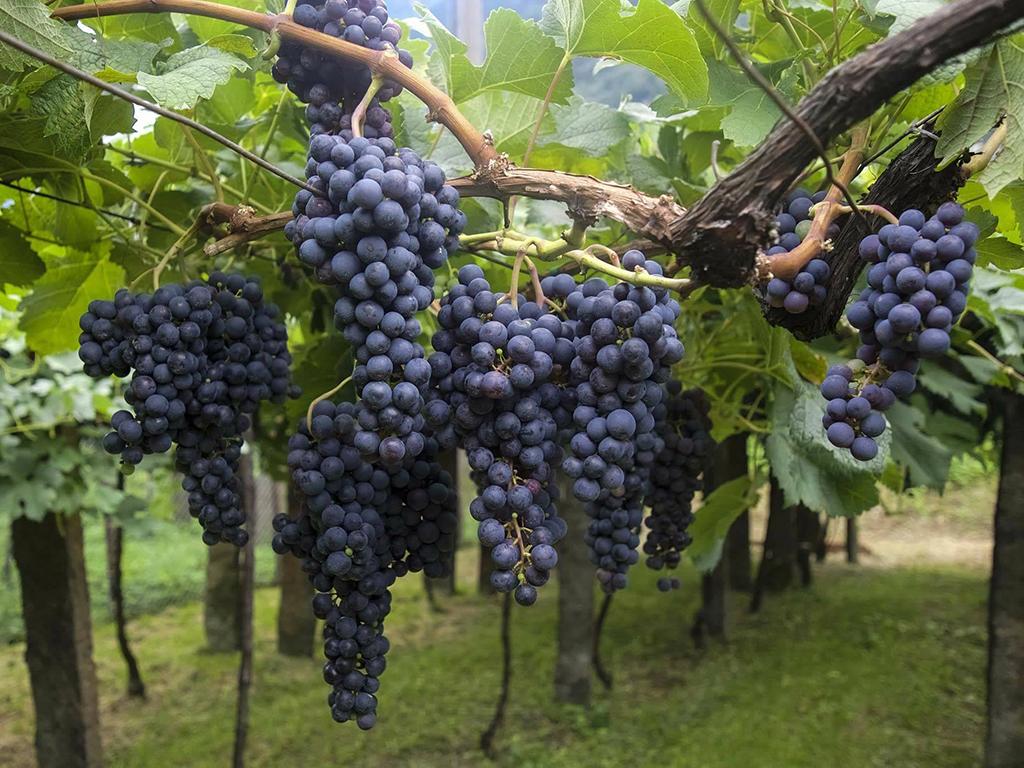 Image 1 - Vitivinicola Fratelli Carlo e Luca Frasa