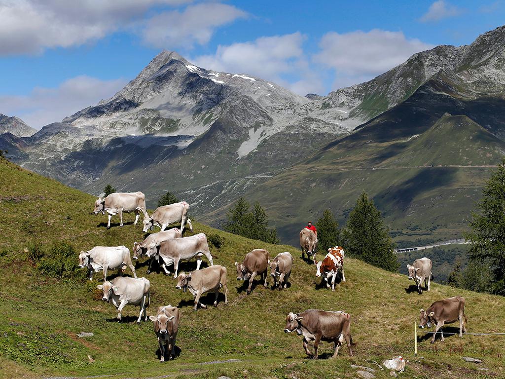 Image 1 - La Ricotta