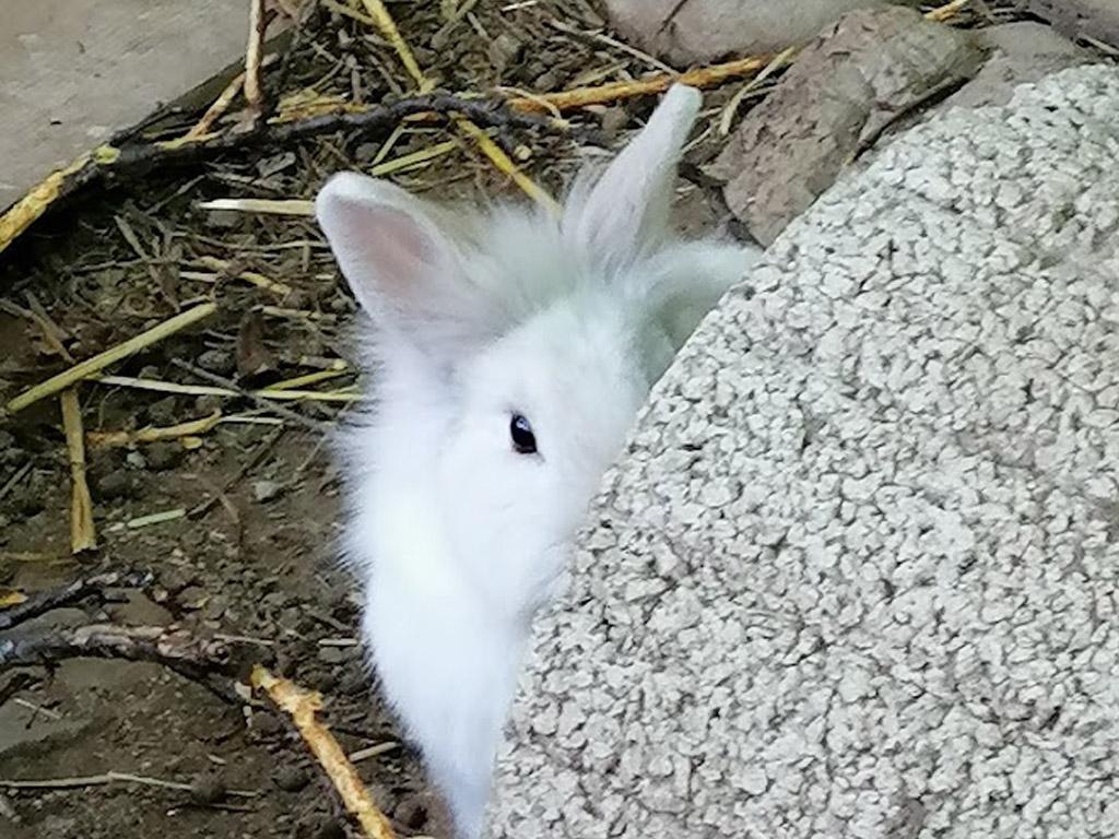 Image 0 - Imparare a conoscere il coniglio