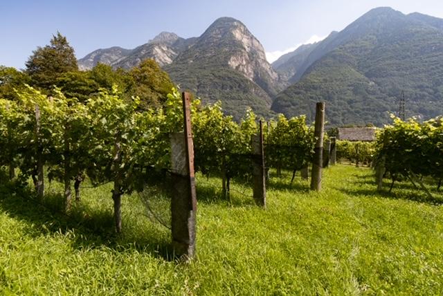 Image 2 - Rosselli Vini