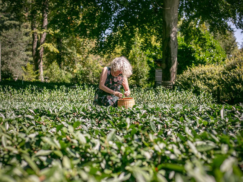 Image 7 - Plantation de thé du Monte Verità