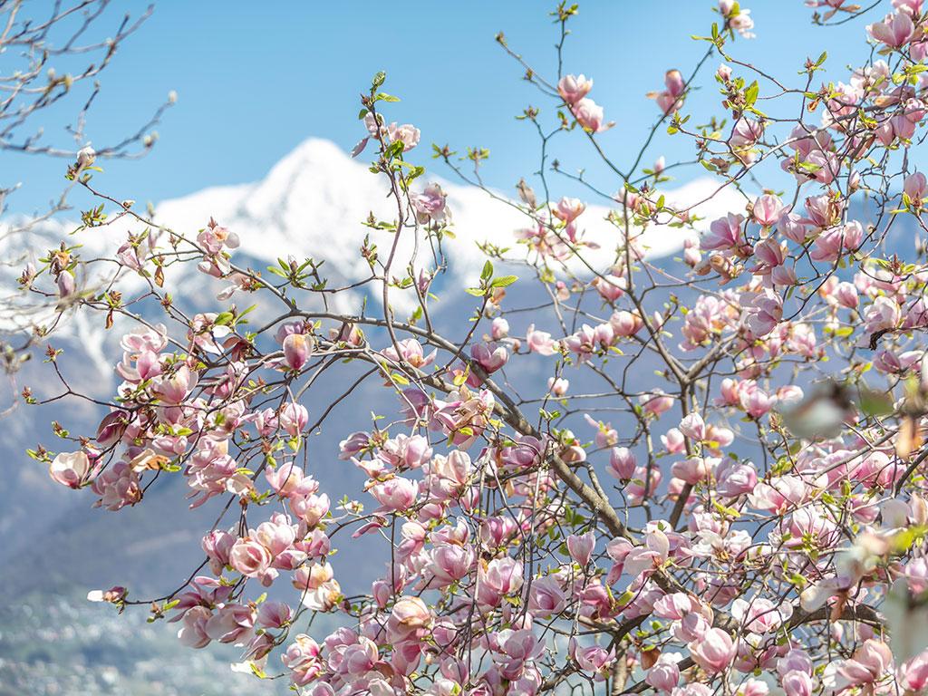 Image 1 - Botanical garden of Gambarogno