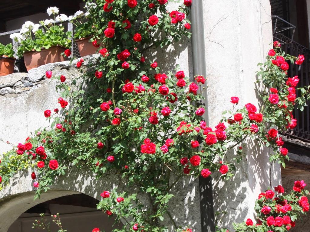 Image 9 - Casa Archi - B&B