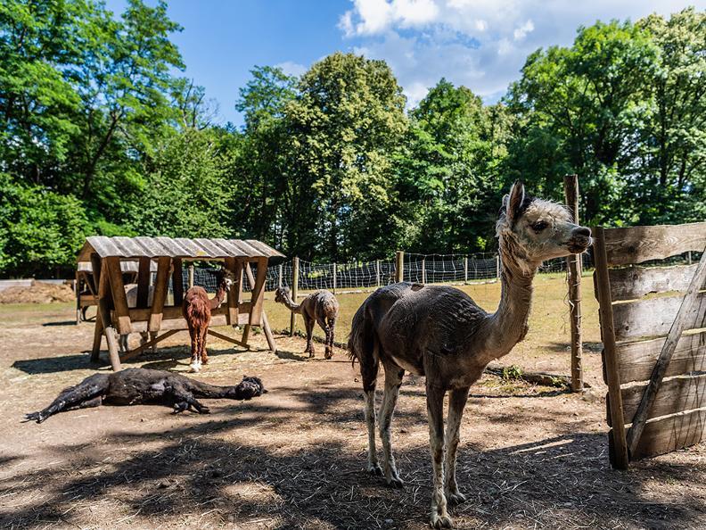 Image 3 - Pet Therapy