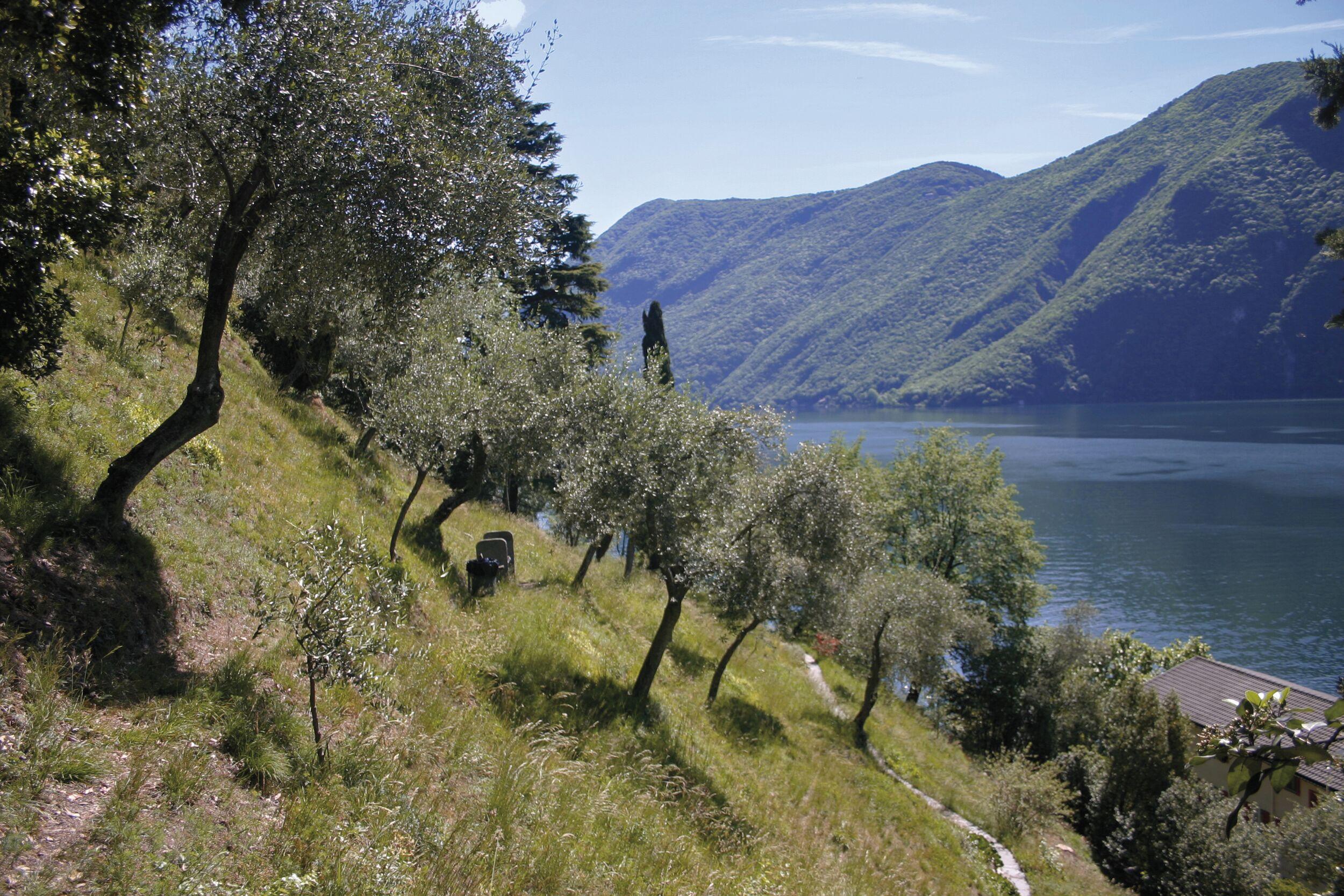 Image 1 - Olio d'oliva ticinese