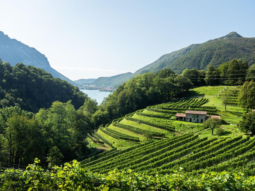 Image 3 - Azienda Agricola Bianchi