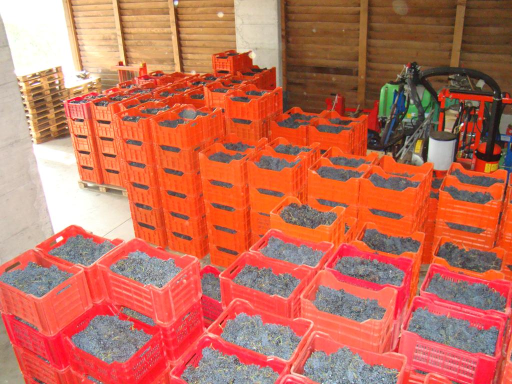 Image 5 - Ortelli Mauro Viticoltore Enologo