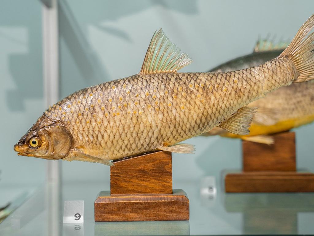 Image 4 - Kayak & fishing museum