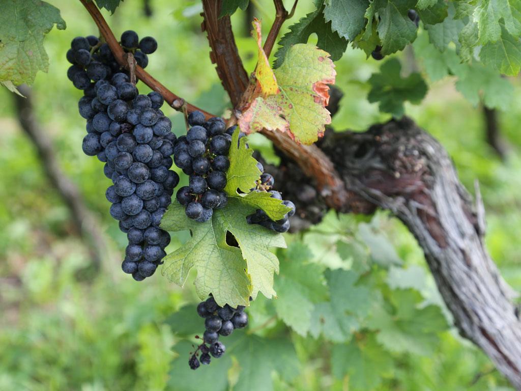 Image 0 - Ticinowine