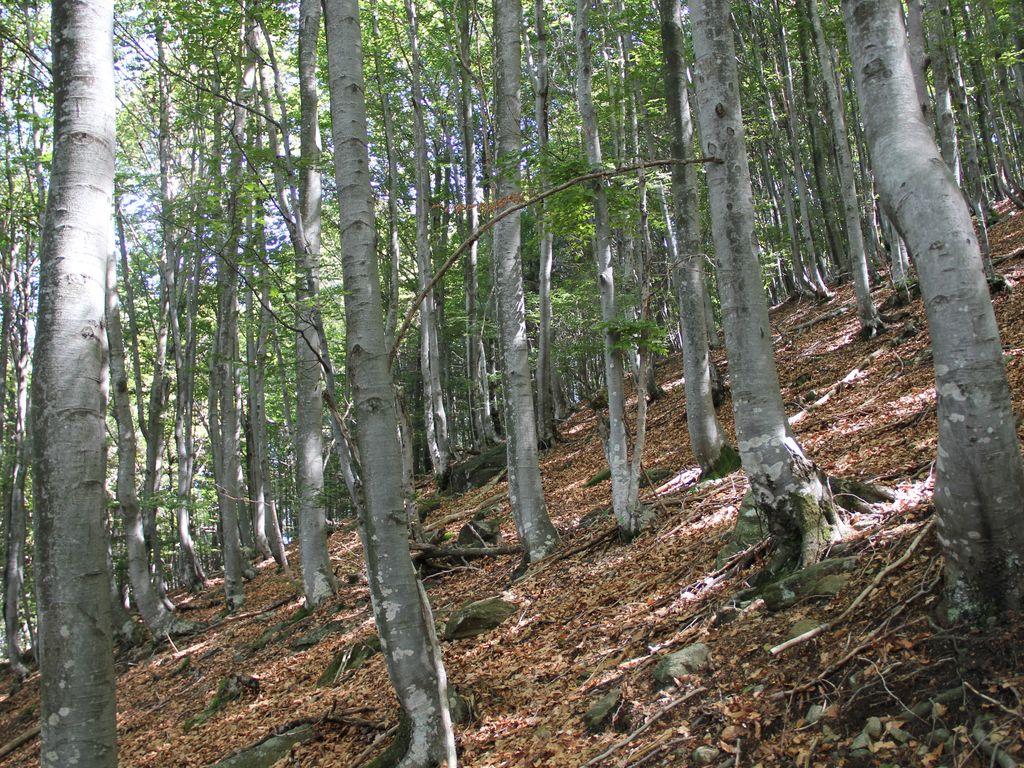 Image 1 - Riserva forestale di Palagnedra