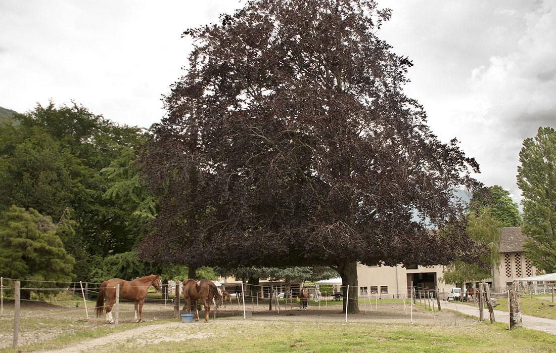 Image 2 - Scuderia Progero