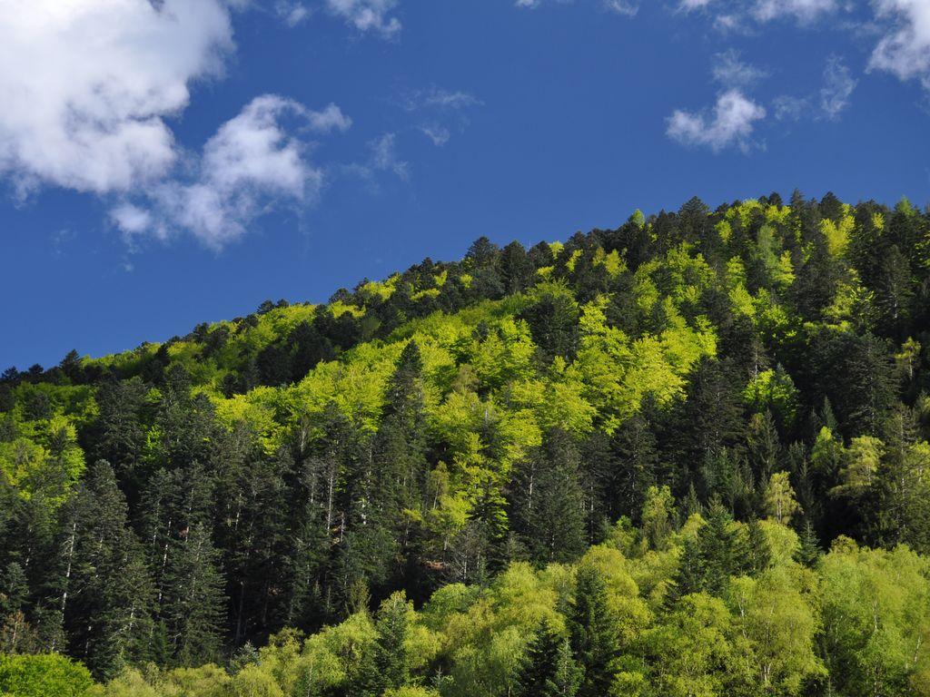 Image 6 - Waldreservat Onsernone