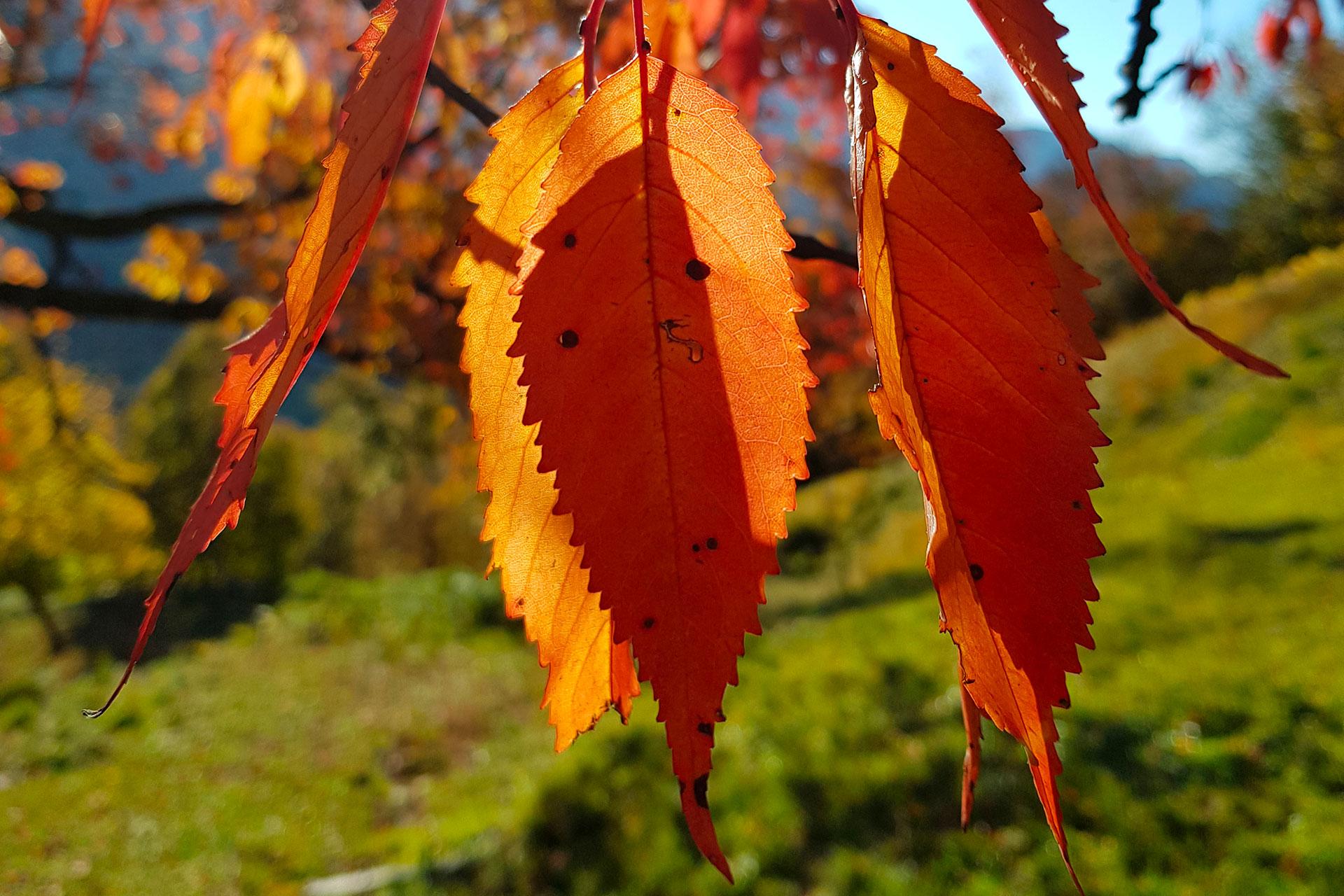 Image 0 - Bagno di Foresta