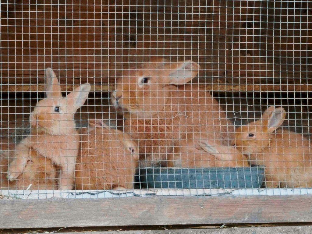 Image 5 - Azienda agricola Ponzio Top Ticino