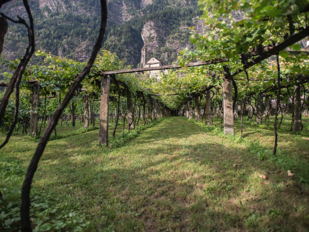 Image 5 - Vini Bettoni - Azienda Viticola Rascana 