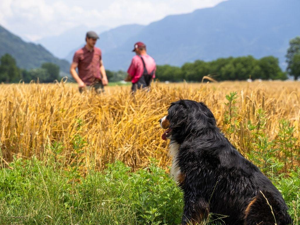 Image 4 - Corsi e Degustazioni alla Malteria Ticinese