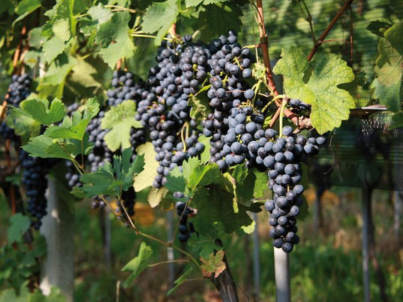 Image 1 - Azienda agricola e vitivinicola Cadenazzi