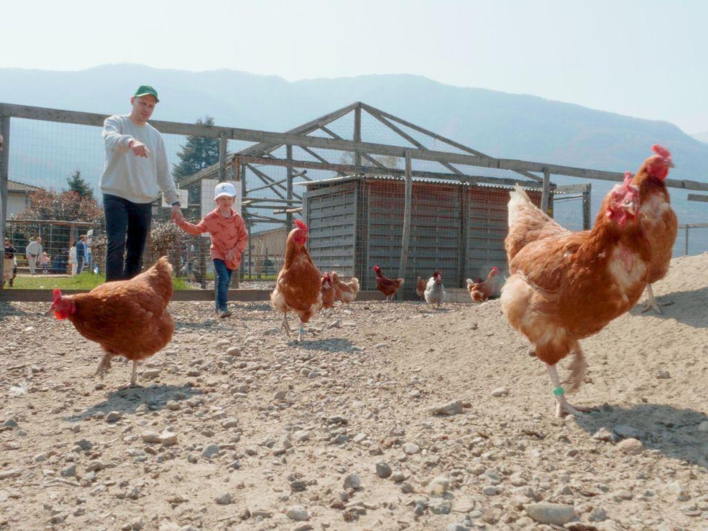 Image 4 - Azienda agricola Ponzio Top Ticino