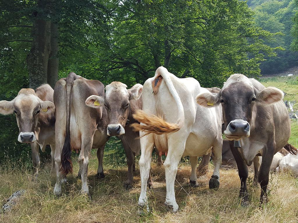 Image 24 - Capanna Alpe Bolla