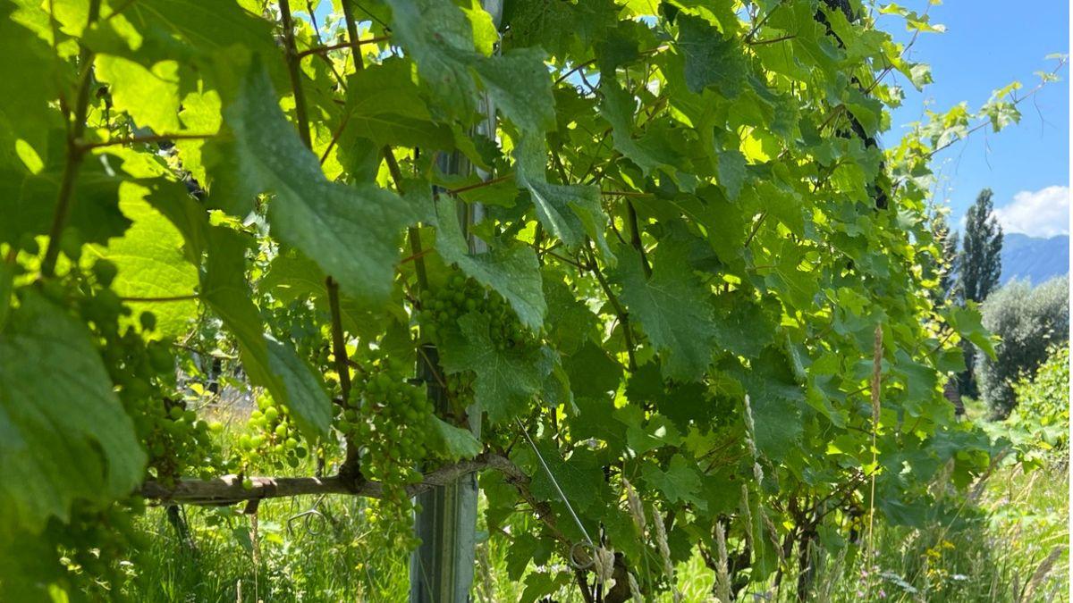 Image 3 - Manimatte Azienda Agricola