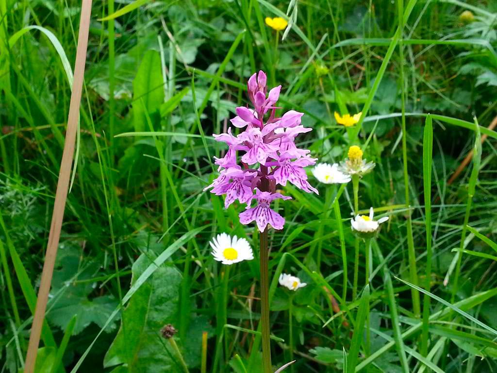 Image 11 - Capanna Alpe Bolla