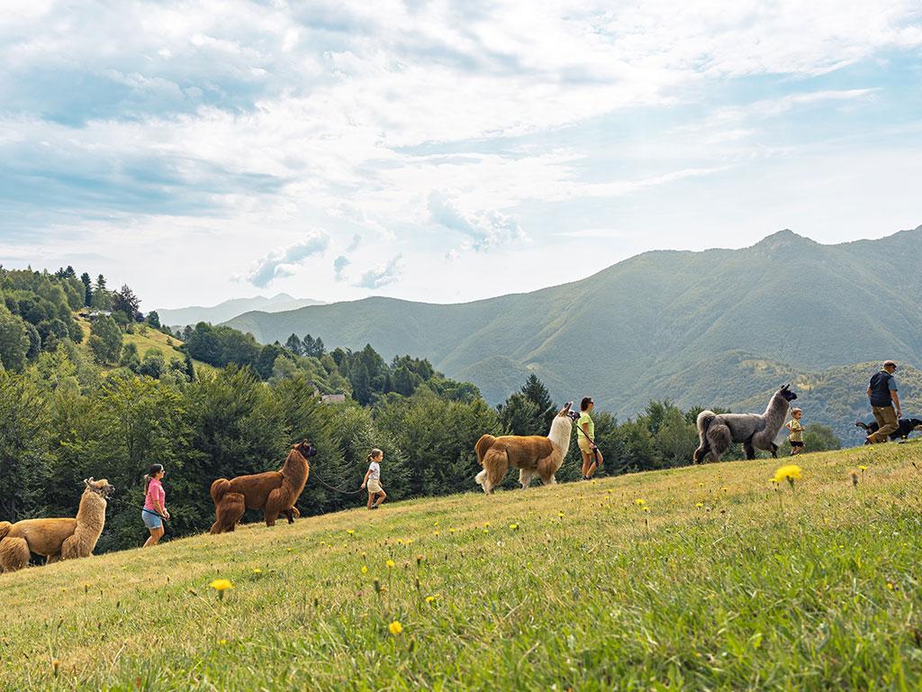 Image 4 - Lamatrekking Ticino