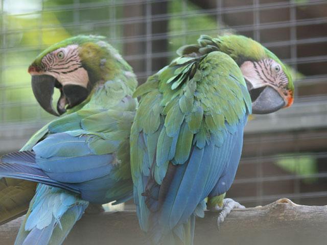 Image 3 - Zoo Al Maglio