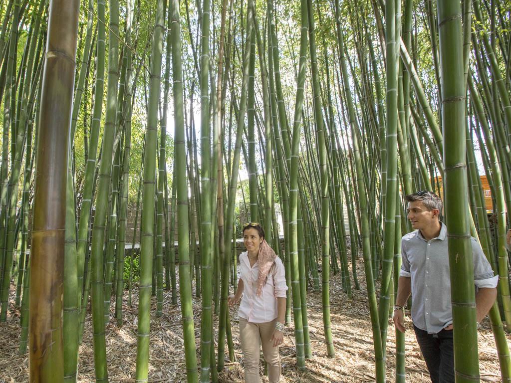 Image 3 - Isole di Brissago – Giardino Botanico