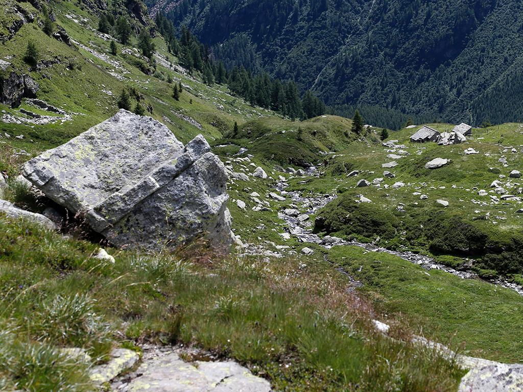 Image 2 - Violino di capra