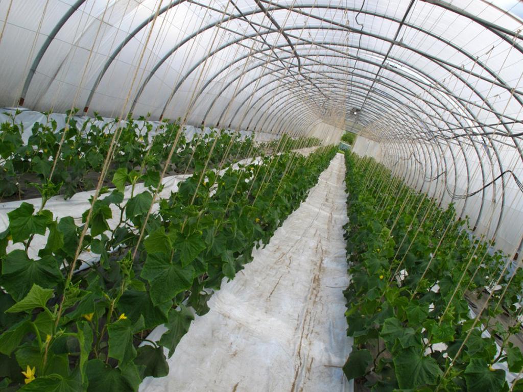 Image 3 - Polo Agricolo - Laboratorio Incontro 2